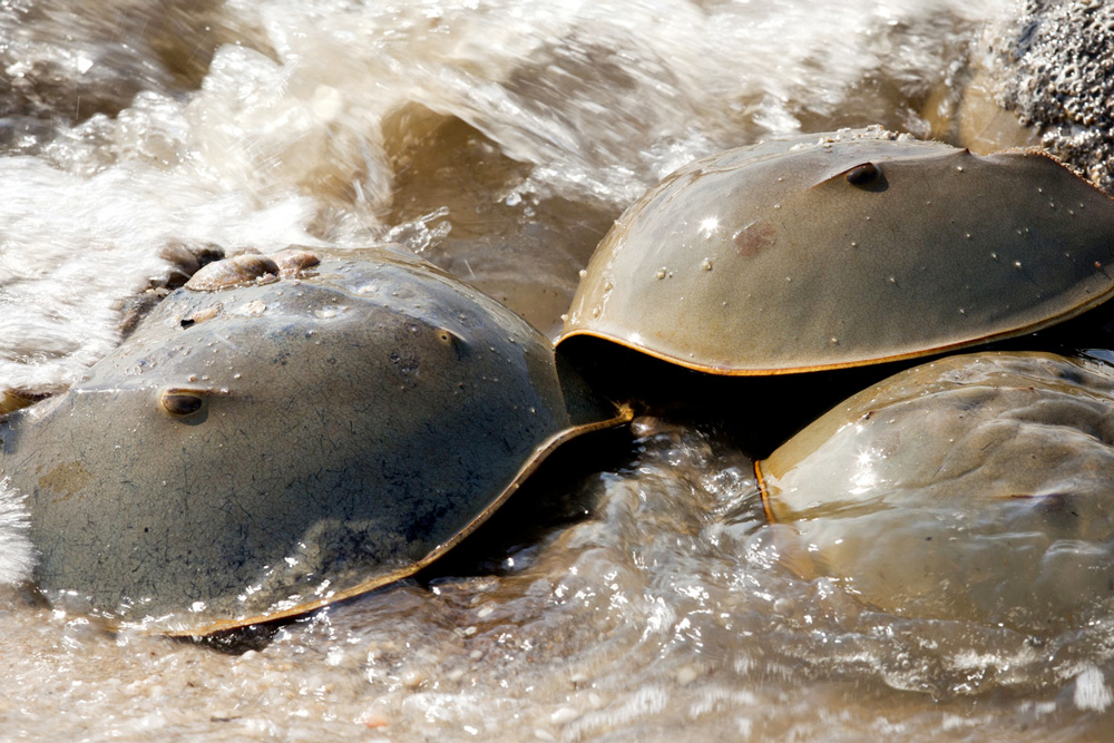February Lecture Explores Horseshoe Crabs and Human Health