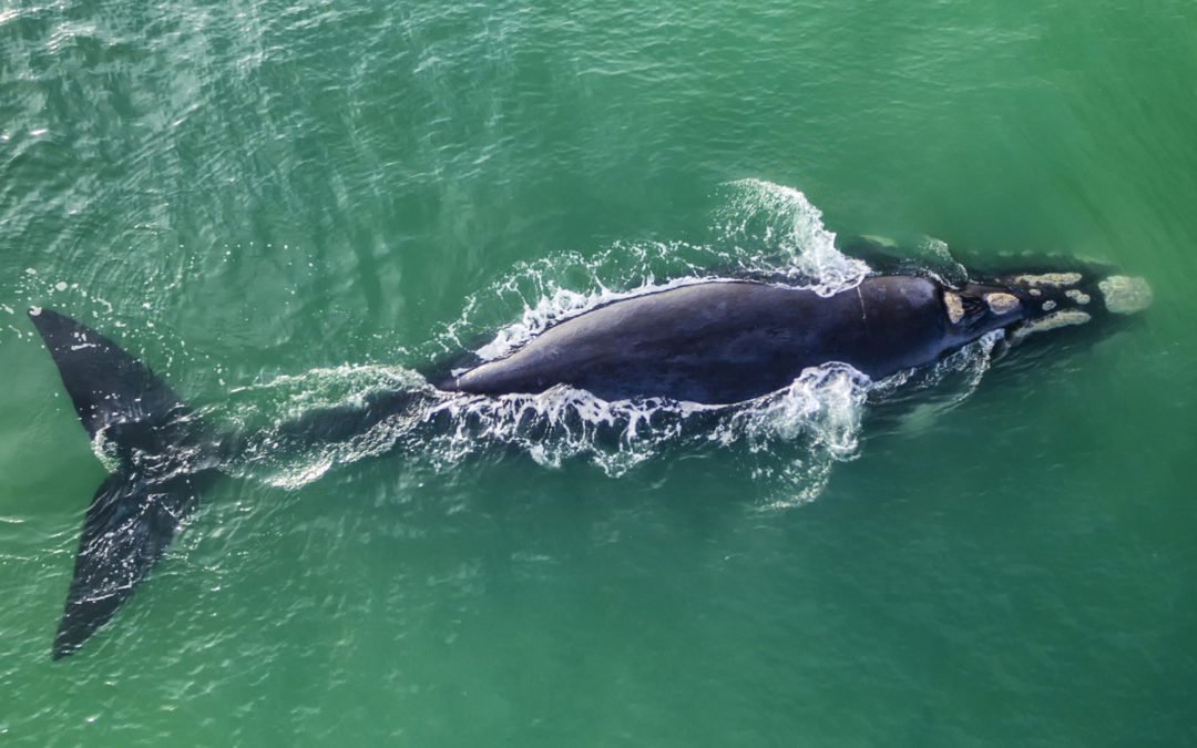 MDC’s January Lecture Discusses Right Whales