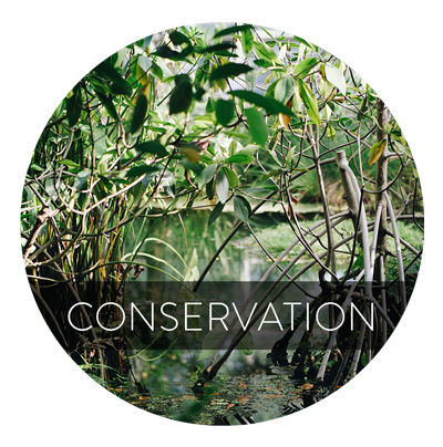CONSERVATION HOME PAGE