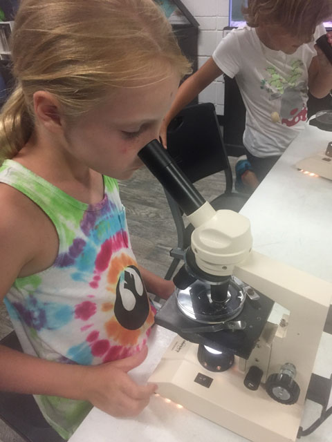 17 summer microscope scienc