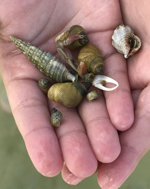 shells in hand