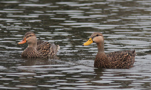 Female (l) and male (r) mottled ducks | photo by Emily Willoughby via Wikimedia Commons