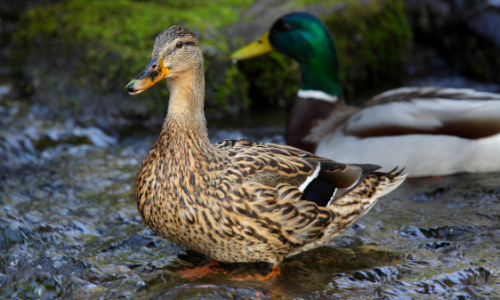 Female (l) and male (r) mallard ducks